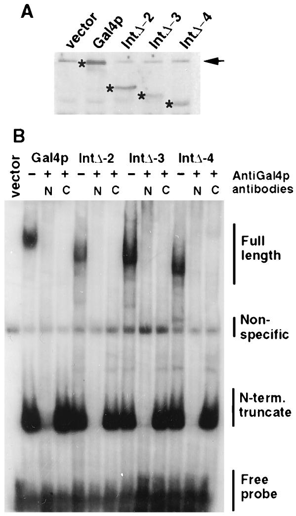 2546 DING AND JOHNSTON MOL. CELL. BIOL. FIG. 8. Protein levels and DNA binding of internal deletion mutants.
