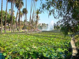 Echo Park Lake is one of the City's signature centralized stormwater capture projects with natural wetlands enhancing water quality while proving recreational benefits.