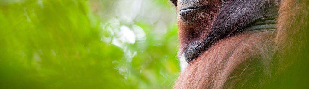The Orangutan Tropical Peatland Project 91 Jalan