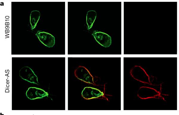 Giardia RNAi - Figure 3 Expression of different VSPs in Giardia rdrp- and dicer-knockdown transgenic