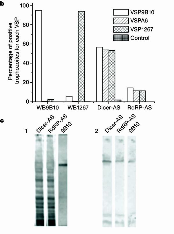 Western blot demonstrates that many VSP proteins are now present in the silenced cell lines - used