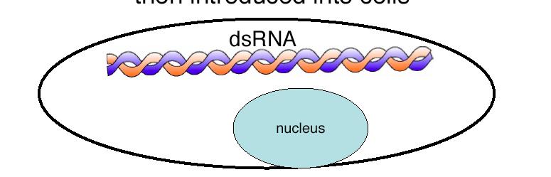 What is RNA interference?