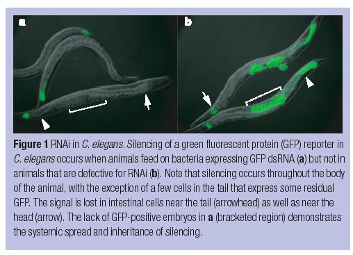 Discovery of RNAi First discovered in C. elegans by Andy Fire et al (1998). Coined the term RNA interference Same year, initial observations of similar phenomenon in T.
