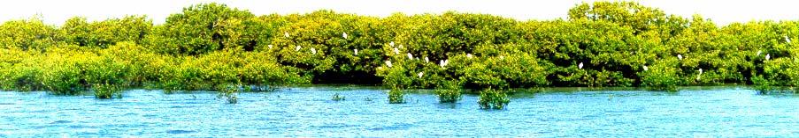 Other Activities : Mangrove Regeneration Area in World 99300 sq.