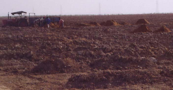 Preparation of mounds for