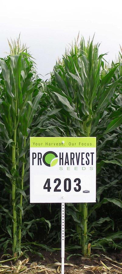 DAYS High yielding hybrid Dual purpose Good stress tolerance Performs well on all soil types CruiserMaxx Corn 250 insecticide/fungicide seed treatment, a combination of separately registered
