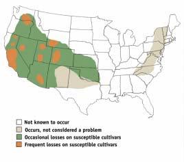 Alfalfa Stem Nematode, Ditylenchus dipsaci Distribution and host range In Idaho and other northwestern states, the alfalfa stem nematode has been found in many alfalfa producing areas (Figure 1).