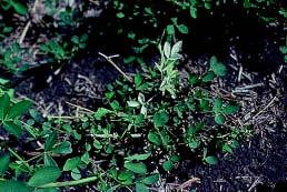 Figure 6. White leaves ( white flagging ) is a symptom of alfalfa stem nematode infection. sue and kill chloroplasts.
