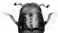 Perspective Bark beetles Southern pine beetle mass