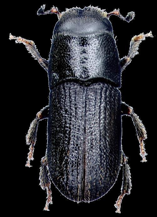 Southern pine beetle - biology