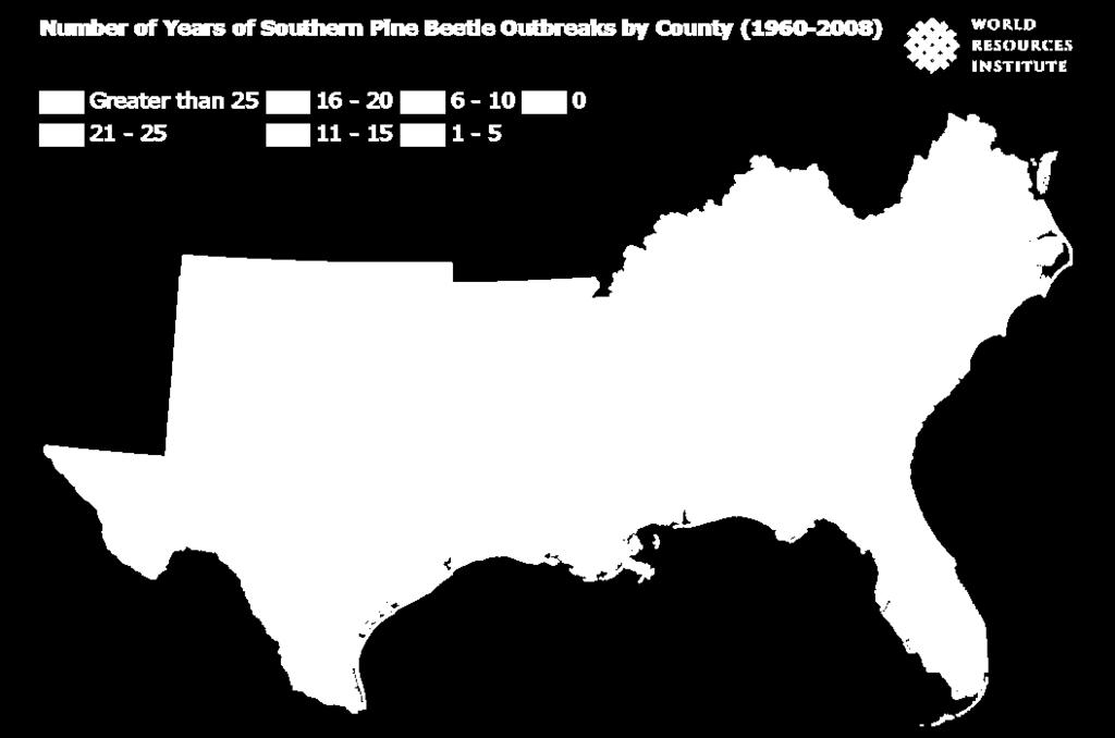 Southern pine beetle - biology Very uneven