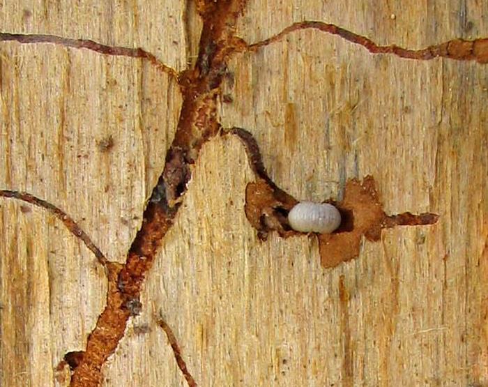 Southern pine beetle - biology Fungi essential