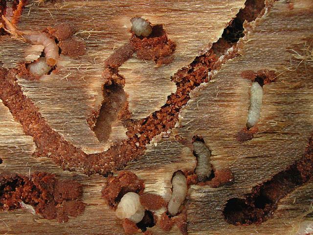 Southern pine beetle - biology Fungi essential players: Larvae