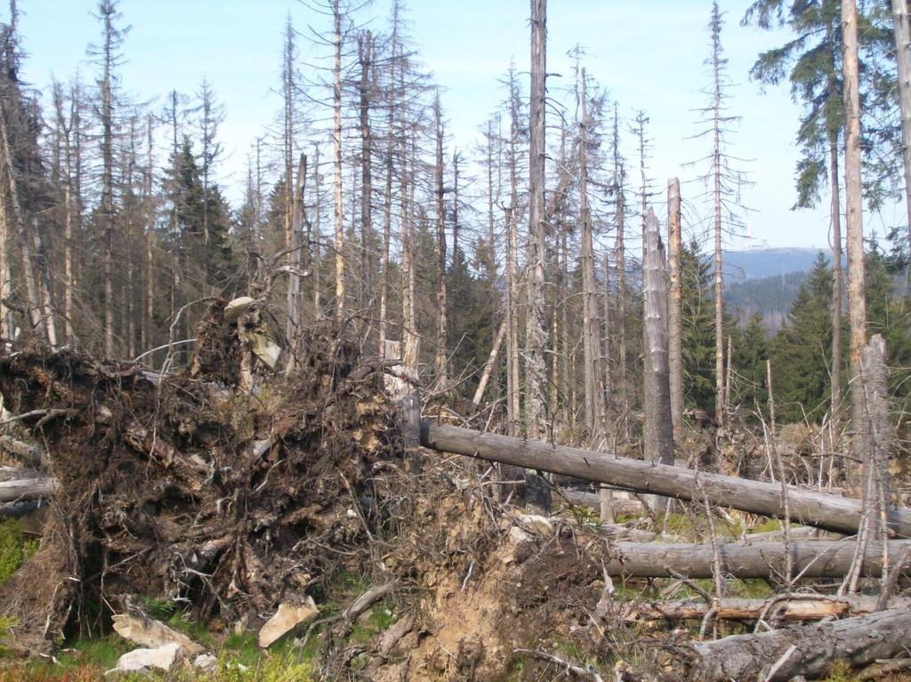 Perspective Bark beetles The