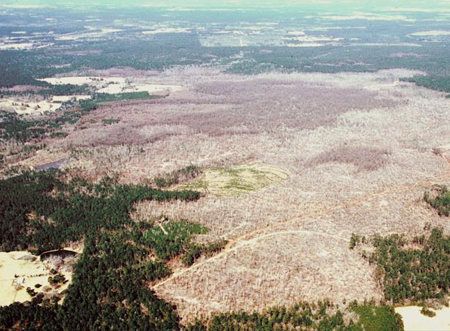 Perspective Bark beetles The