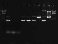 Agarose gel analysis of the purification procedure DNA yields and quality can be readily analyzed by agarose gel electrophoresis.