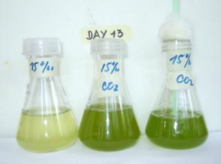 T2 has may have reached the plateau phase of microalgal growth.