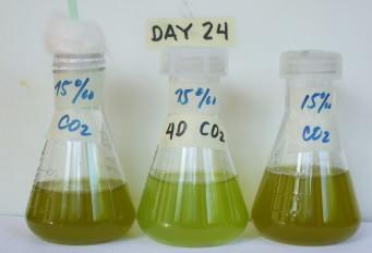 Fig 4. From l. to r. T2, T3 and T1. After 20 days, CO2 was introduced into T1.