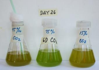 Fig 6. From l. to r. T2,T1 and T3. After 6 days of CO2 fertilization of T1, the culture has reached the plateau stage of the growth curve. T2 and T3 are further deteriorated. NOTES FOR TEACHERS 1.