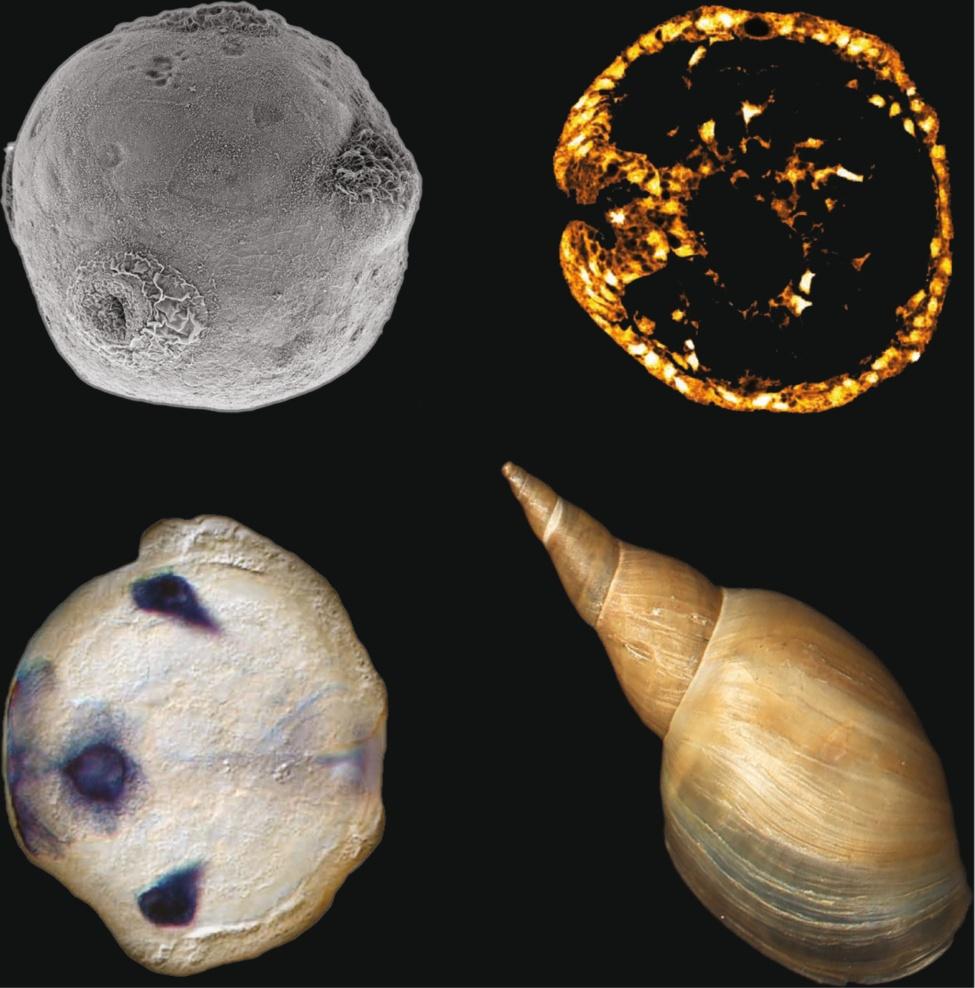 An ancient process in a modern mollusc: early development of the shell in Lymnaea