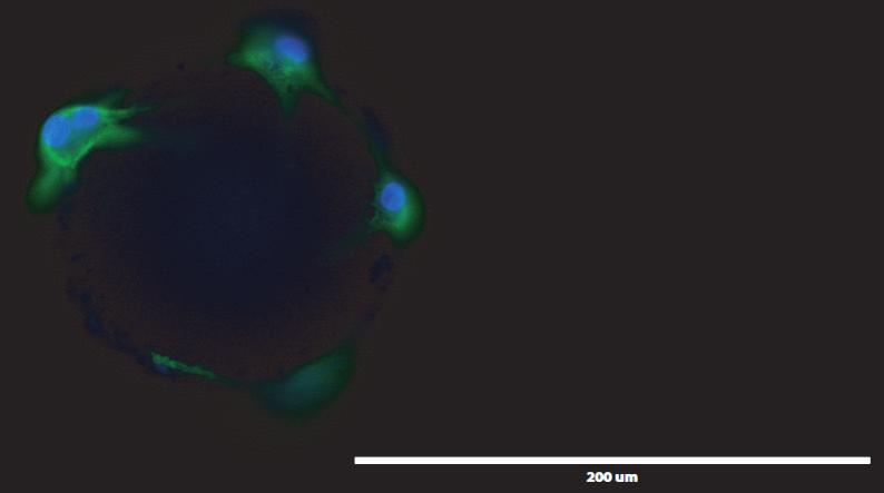 Fluorescence Imaging. Blue color indicates stem cell nuclear staining by DAPI. A. B. Figure 3.
