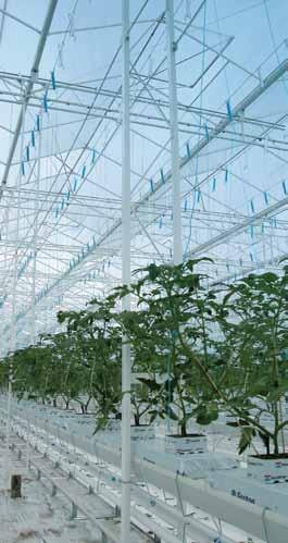 We build various types of greenhouses such as the world famous Venlo greenhouse, and the innovative polyethylene foil greenhouses. They will be perfectly adjusted to the local climate circumstances.