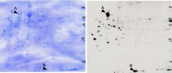 Anti-ubiquitin Western blotting Left above shows a Coomassie stained 2D PVDF blot from rat liver homogenate diluted with SDS/Urea buffer.