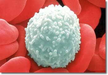 Brain astrocyte White blood cell (leukocyte) Liver