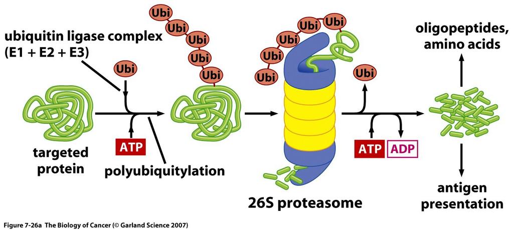 Anti-ubiquitin Western blotting The ubiquitin-proteosome system.