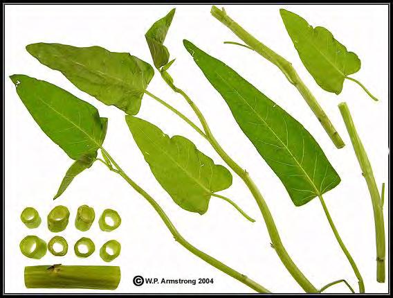 Water spinach Water convolvulus has been widely grown throughout the world.