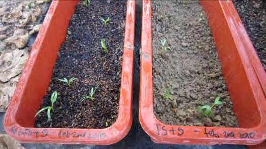 Germination comparison between Soil field with Biochar and soil