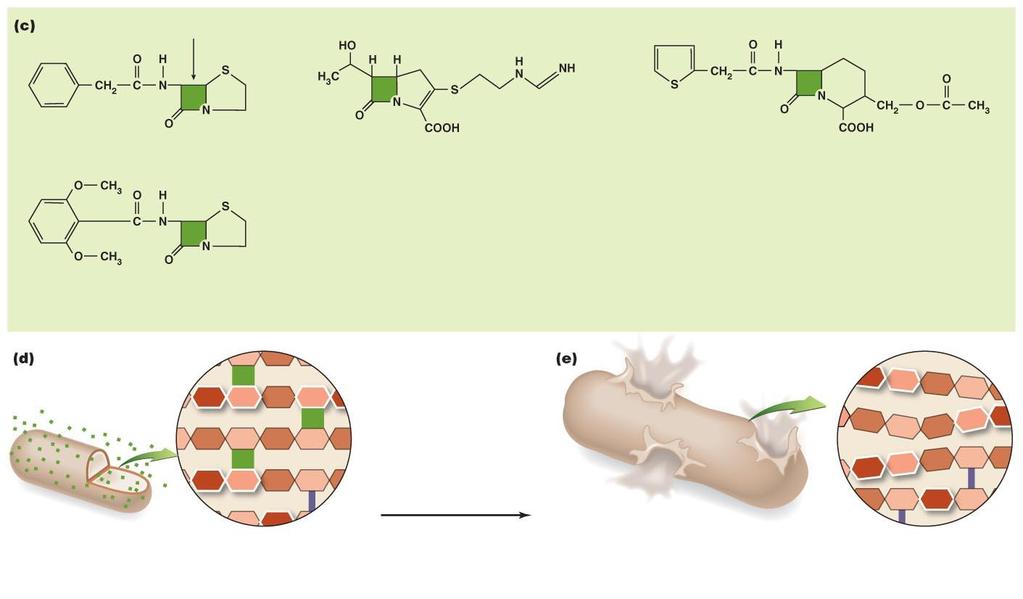 Figure 10.3c-e Bacterial cell wall synthesis and the inhibitory effects of beta-lactams on it.