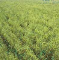 LENTILS REGISTERED PRODUCTS Roundup WeatherMAX Roundup Transorb HC u CROP STAGING Apply when the crop has 30% or less