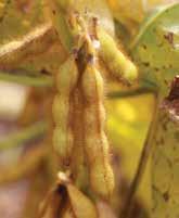 SOYBEANS REGISTERED PRODUCTS Roundup WeatherMAX Roundup Transorb HC u CROP STAGING Apply when the crop has 30% or less moisture content.