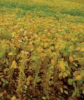 Apply Roundup brand agricultural herbicides when stems are green to brown and there is 80% to 90% leaf drop. Late applications can be made and still achieve good perennial weed control.