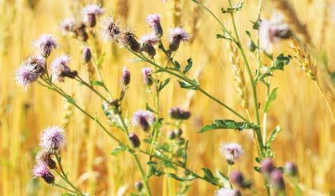 WEED CONTROL TIMING u CANADA THISTLE Spray Canada thistle at or beyond the bud stage.