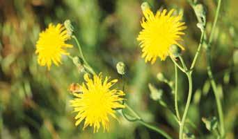 u PERENNIAL SOW-THISTLE Spray perennial sow-thistle at or beyond the bud stage.