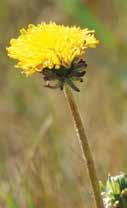 u DANDELION, MILKWEED AND TOADFLAX To control dandelion, milkweed and toadflax, weeds should be actively growing and at