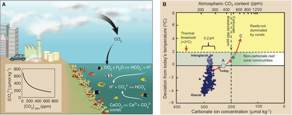 Rising CO 2 and climate change impacts on coral reefs 1) Rising CO 2 concentrations increase ocean acidity.