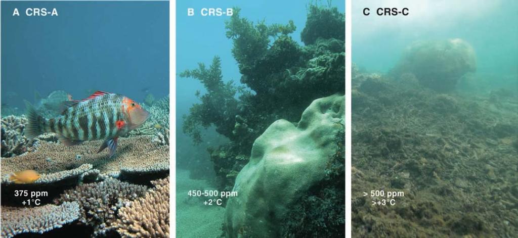 Climate change and rising CO 2 impacts on coral reefs Examples of what the future might look like (photos from the Great Barrier Reef) Healthy Coral reef