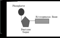 2 types of nucleic acids DNA and RNA Nucleotide: base unit of DNA/RNA (3 parts) 3 Parts: Sugar, Phosphate and Nitrogenous