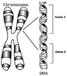 DNA Genes-Chromosomes A gene is segment of a DNA molecule that codes (is the instructions) for a particular trait (characteristic) A