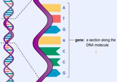 Summary DNA & REPLICATION DNA: Deoxyribonucleic Acid Structure: Shape Components Double Helix 5 Carbon-Sugar (Deoxyribose) 2 Strands Phosphate Group Twisted Ladder Nitrogenous Base (G.C.A.T) Function: Contains genetic blueprint of the organism.