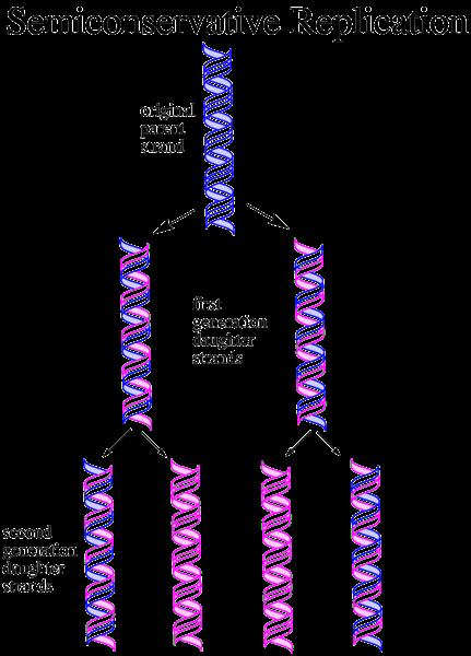 DNA Replication Cell must duplicate its DNA before dividing.