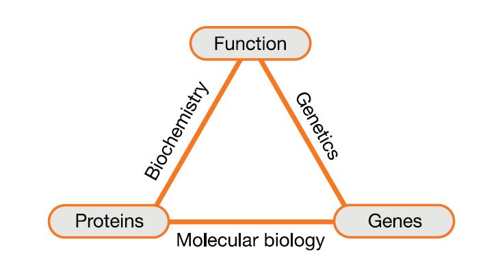 Molecular Biology Three main disciplines of biotechnology Biochemistry Genetics