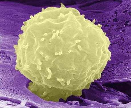 A stem cell emerging from rat bone marrow.