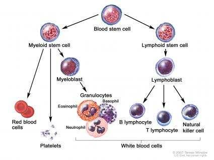 What are stem cells?