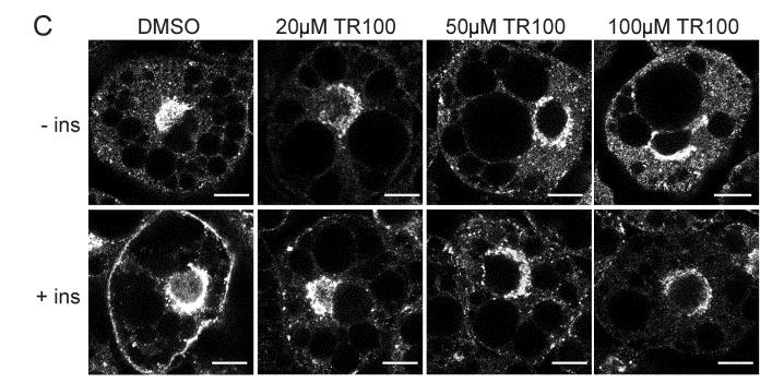 Tpm3.1 inhibitor (TR100) decreases GLUT4 translocation to