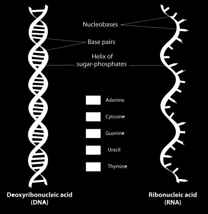 IV. DNA vs.