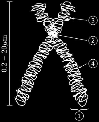 II. Chromosome Structure A Chromosome is the highly condensed form of DNA it takes this form during cell division The number of chromosomes varies between species, the number of chromosomes is